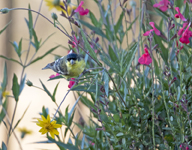 Lesser Goldfinch 4095